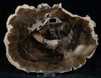 Petrified Locust Wood Slab - McDermitt, Oregon #13650-1